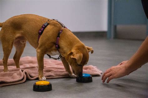 Introducing The Human Animal Interaction Lab Ubc Animal Welfare Program