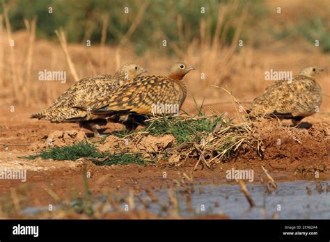 Black Bellied Sandgrouse Male And Female Early In The Day At A Water