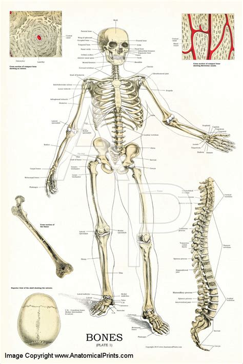 Skeletal System Anatomy Chart 24 X 36