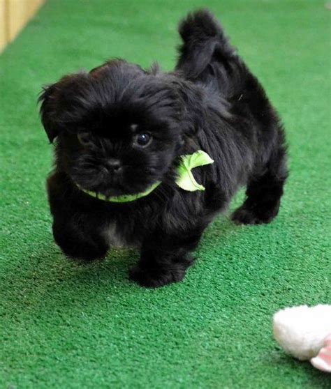 Puppies range in ages from 8 weeks to 6 months. Shih Tzu Puppies For Sale | Grand Rapids, MI #259205