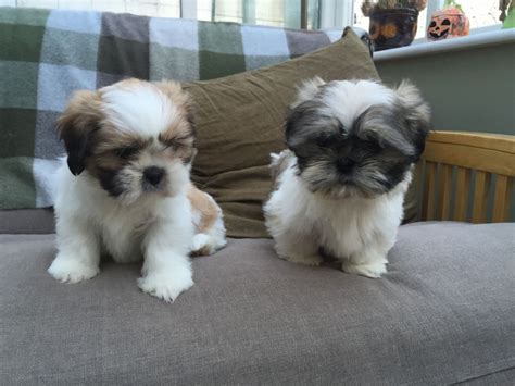 Shih Tzu Puppies For Sale Rochester Ny 187770