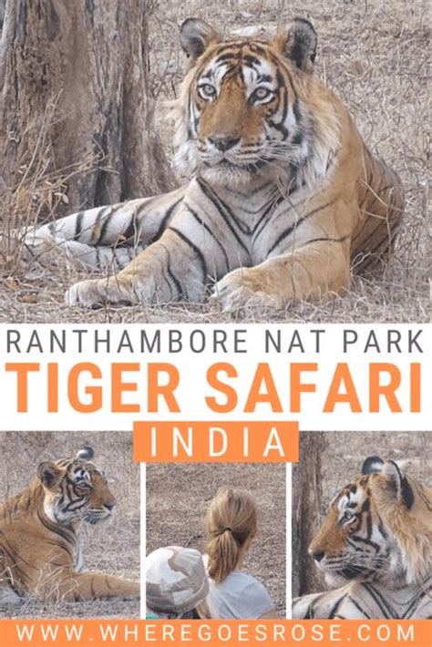 How To See Tigers In Ranthambore National Park Where Goes Rose