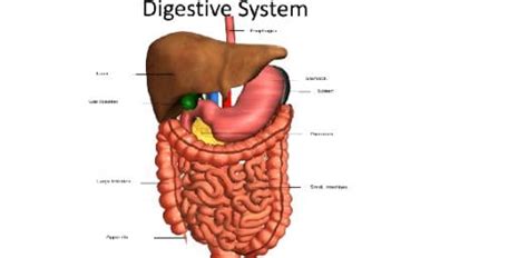 Stomach opens to the small intestine at duodenum, where the major part of digestion takes place. Human Digestive System - ProProfs Quiz