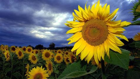 Download Wallpaper 1280x720 Sunflowers Field Summer Sky Clouds Hd