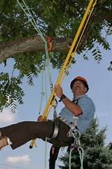Pictures of Arborist Tree Climbing Gear
