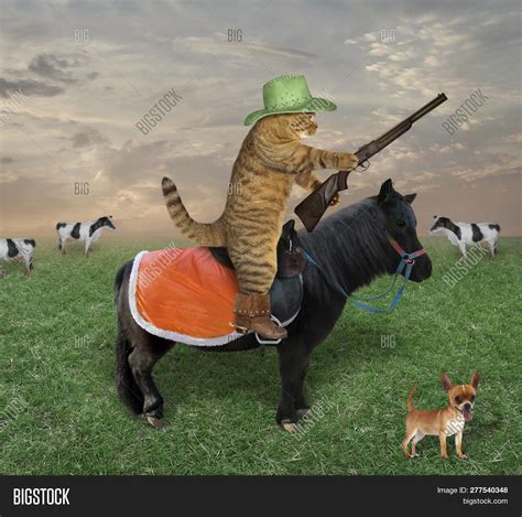 Cat Cowboy Hat Boots Image And Photo Free Trial Bigstock