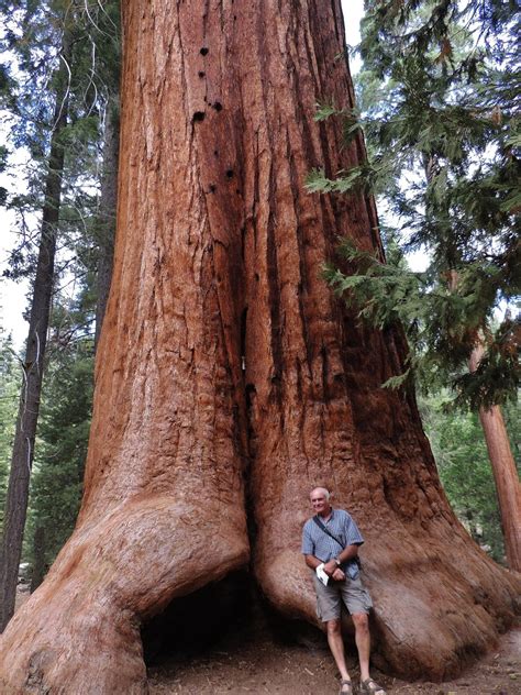 2015 Travels Trail Of 100 Giants Giant Sequoia National Monument