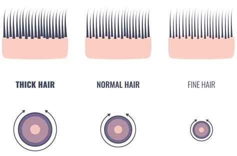 Human Hair Thickness In 2023 An Overly Detailed Guide