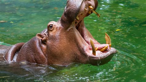 Qué Comen Los Hipopótamos Y Otras Diez Curiosidades Sobre Estos Animales