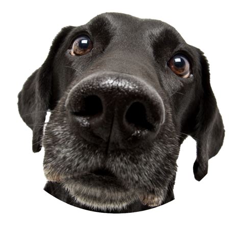Black Dog Png Png All Png All