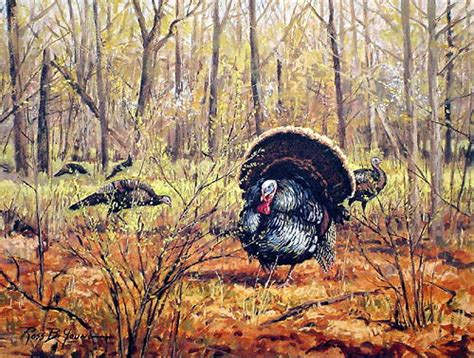 Spring Turkey Hunting Wallpaper Wallpapersafari