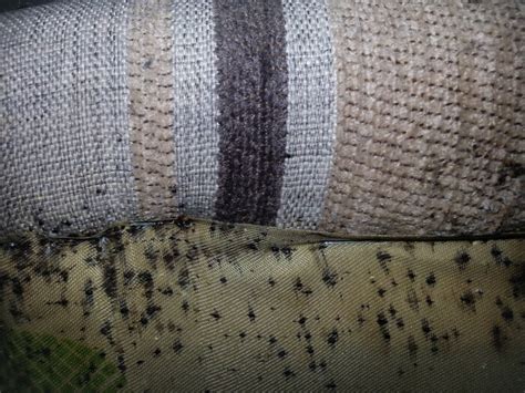 How To Get Rid Of Bed Bugs In Your Couch The Right Way