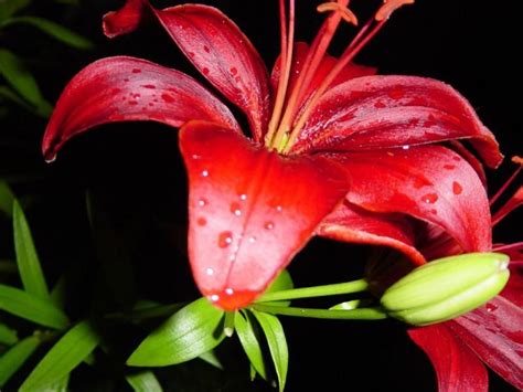 4 Pcs Bulbs 100 True Red Lily Flower Bulbs Not Lily Seeds Seeds