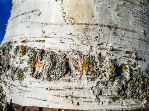 Birch Tree Close Up Birch Bark On A Tree Stock Image Image Of Point