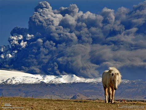 Beige Horse National Geographic Volcano Ash Iceland Hd