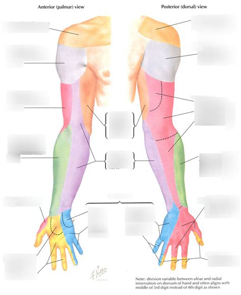 Anatomy Upper Limb Dermatomes Flashcards Quizlet Sexiz Pix