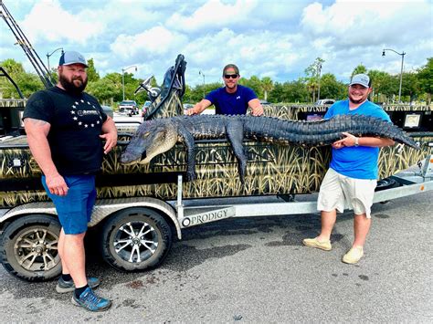 Alligator Hunting Central Florida Outdoor Activities Gatorhunts