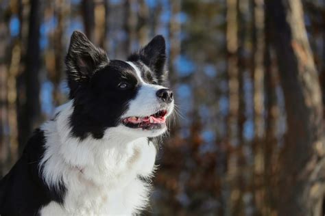 Border Collie Dog Breed Pet Insurance Australia