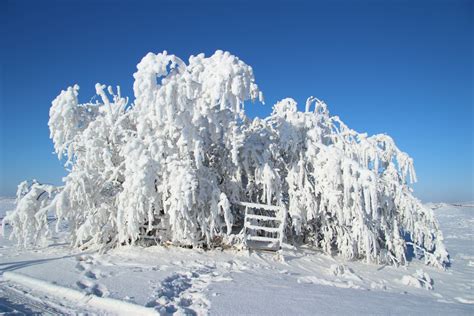 Hoar Frost Trees Gate Free Stock Photo Public Domain Pictures