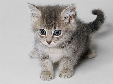 El Cuarto Lugar Es Para Este Adorable Gatito Bebe Sus Ojos Son