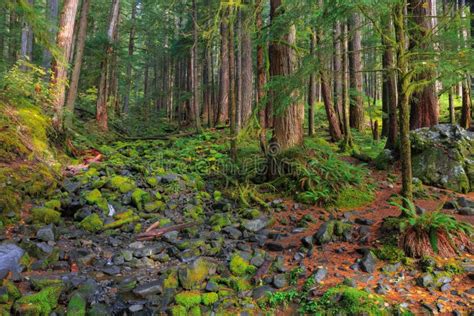 Rain Forest In Oregon Stock Image Image Of Fern Park 65879627