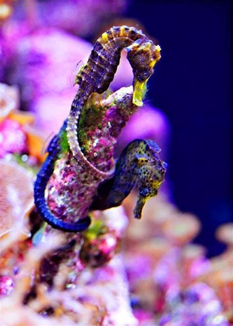 9 Best Colorful Seahorses Images On Pinterest Marine