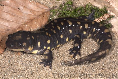 Tiger Salamander Ambystoma Tigrinum Reptiles And Amphibians Of Iowa