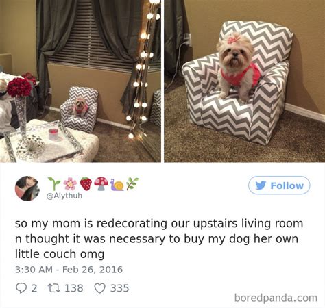 72 Spoiled Dogs That Live Better Than You Ever Will