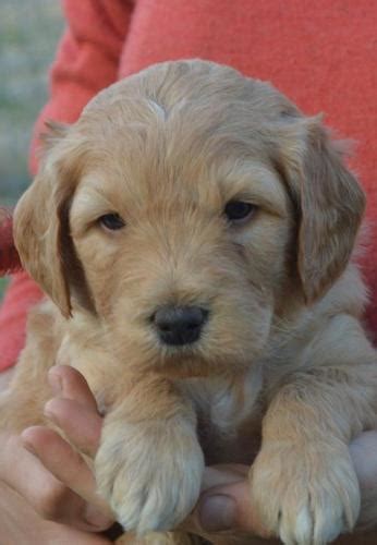 Each labradoodle, double doodle and goldendoodle puppy is born and raised in our home with lots of attention and love. Labradoodle Puppy for Sale - Adoption, Rescue ...