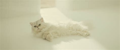 Main character index ernst stavro blofeld ernst stavro blofeld is a mysterious and powerful criminal … Image - Blofeld's cat (Spectre).png | James Bond Wiki ...