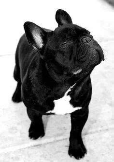 Our french bulldog puppies for sale come from either usda licensed commercial breeders or hobby breeders with no more than 5 breeding mothers. -french-bulldog-x-chihuahua-puppy- | Animals | Pinterest