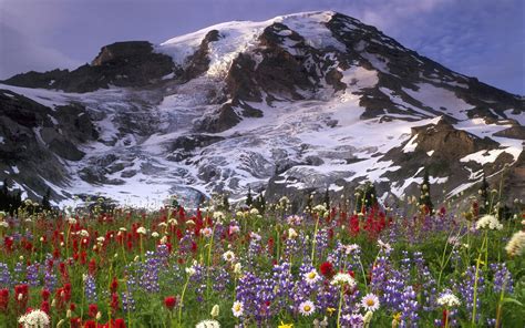 Mountain Wildflowers Wallpaper Wallpapersafari