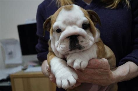 • english bulldog dog breeders are listed below alphabetically by state / city. Beautiful Little English Bulldog Puppy for Sale in Milwaukee, Wisconsin Classified ...