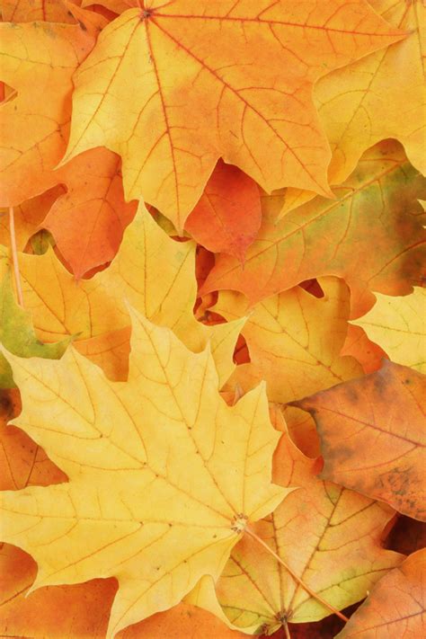 Free Download Autumn Leaves Iphone Wallpaper Hd 640x960 For Your