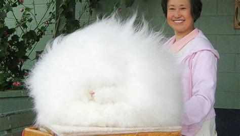 Super Fluffy Bunny Meet The Worlds Fluffiest Rabbit Hop To Pop