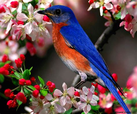 Most Beautiful Birds Of The World Mega Wallpapers