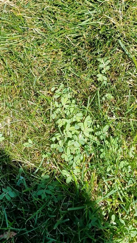 Weed Id And How To Remove—upstate Ny Lawnsite Is The Largest And