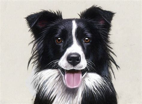 Pencil Drawing Of A Border Collie By Jasminasusak On Deviantart With