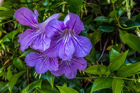Shipped as a potted one gallon vine in its original soil and container. Lavender trumpet vine | A lavender trumpet vine ...