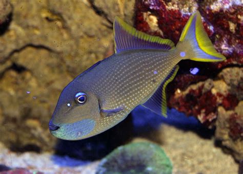 Blue Throat Triggerfish Fish Of The Week Care And Description