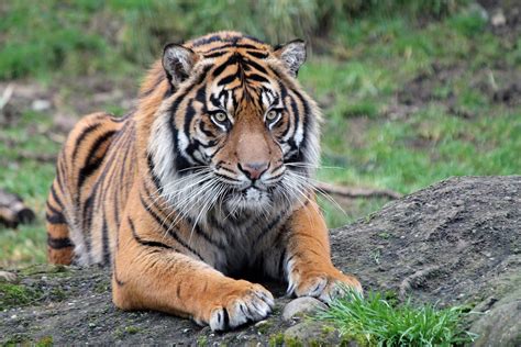 What are some interesting facts of the sumatran tiger? Sumatran Tiger | Ana E Ross