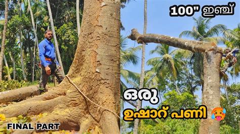 Heavy Work On Anjili Tree🥵 100 Inch Village Tree Cutting Skills