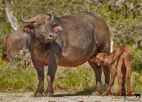 African Big 5 Lionleopardelephantrhino And Buffalo Facts