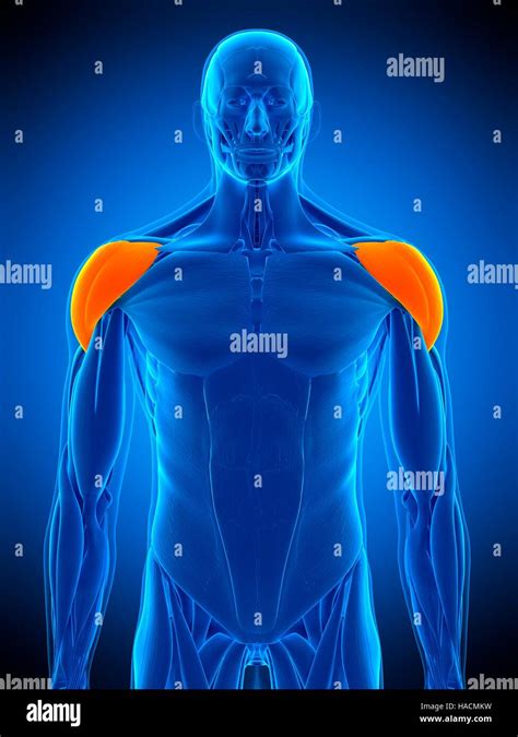 Illustration Of The Deltoid Muscle Stock Photo Alamy