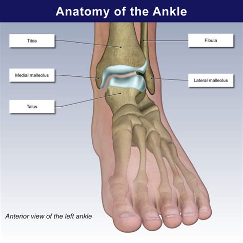 Anatomy Of The Ankle Trialexhibits Inc