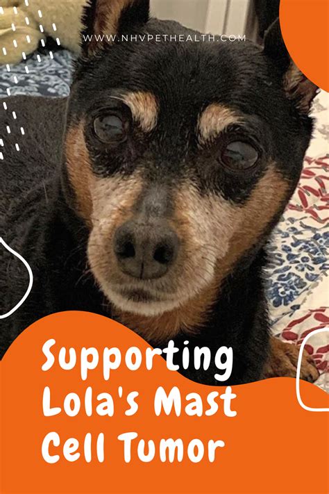 Supporting Your Mast Cell Tumor Dog Nhv Natural Pet Products Blog In