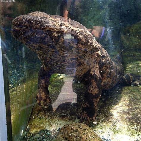 Japanese Giant Salamander Encyclopedia Of Life