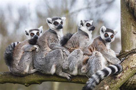 Lemurs — Kidcyber