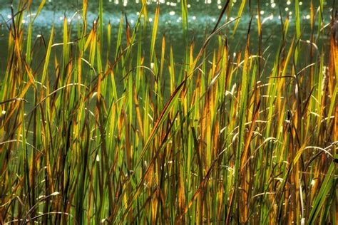 067fall Grasses By A River Cleary Fine Art Photography