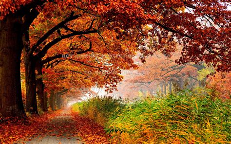 Lovely Autumn Pathway Wallpapers Wallpaper Cave